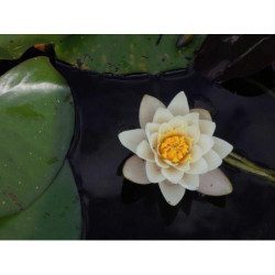 Practical Iron Computer fr-FR